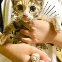 可愛い縞三毛、さんごちゃん