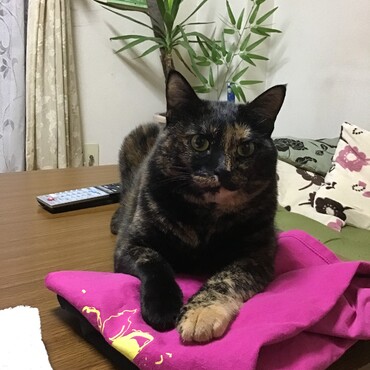 葵ちゃん、赤ちゃんと一緒にねんね。私もお手伝いしたいなぁ〜