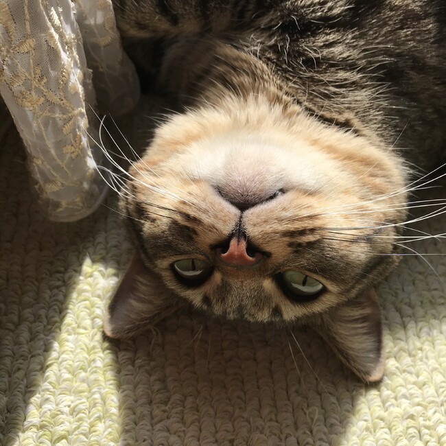 てづまりのカバー写真