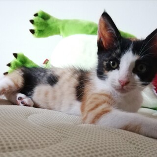 おとなしい、ミケちゃん