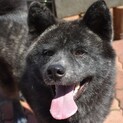 生後7ヶ月☆秋田犬のウランくん