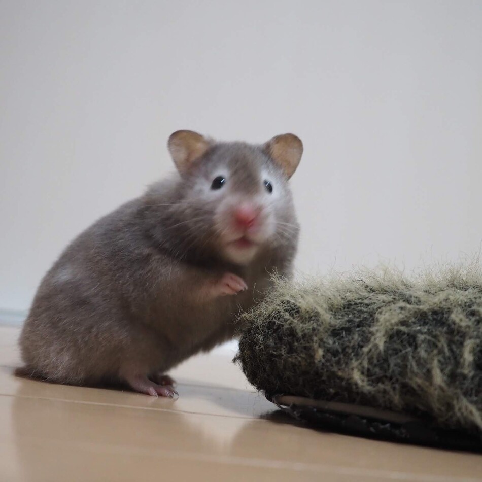 ふみえのカバー写真