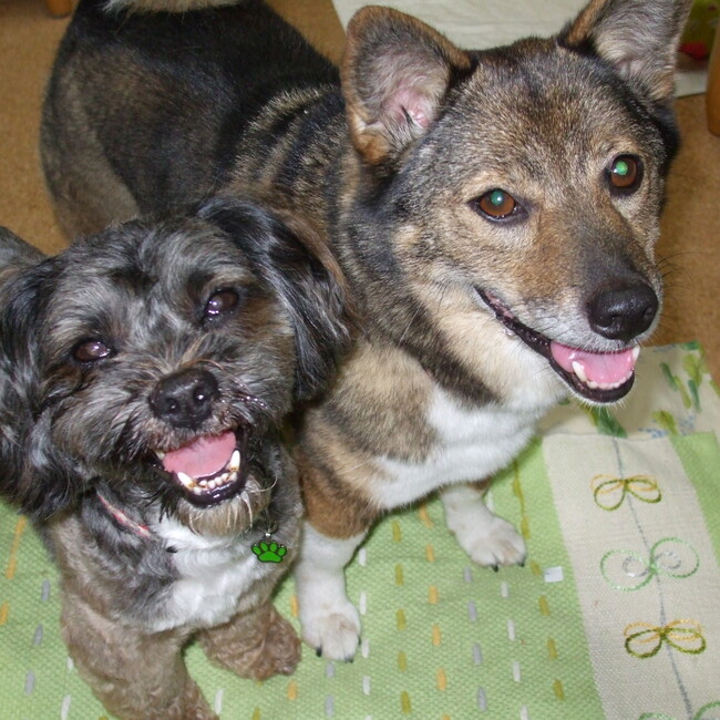 ふーがんのとむのカバー写真