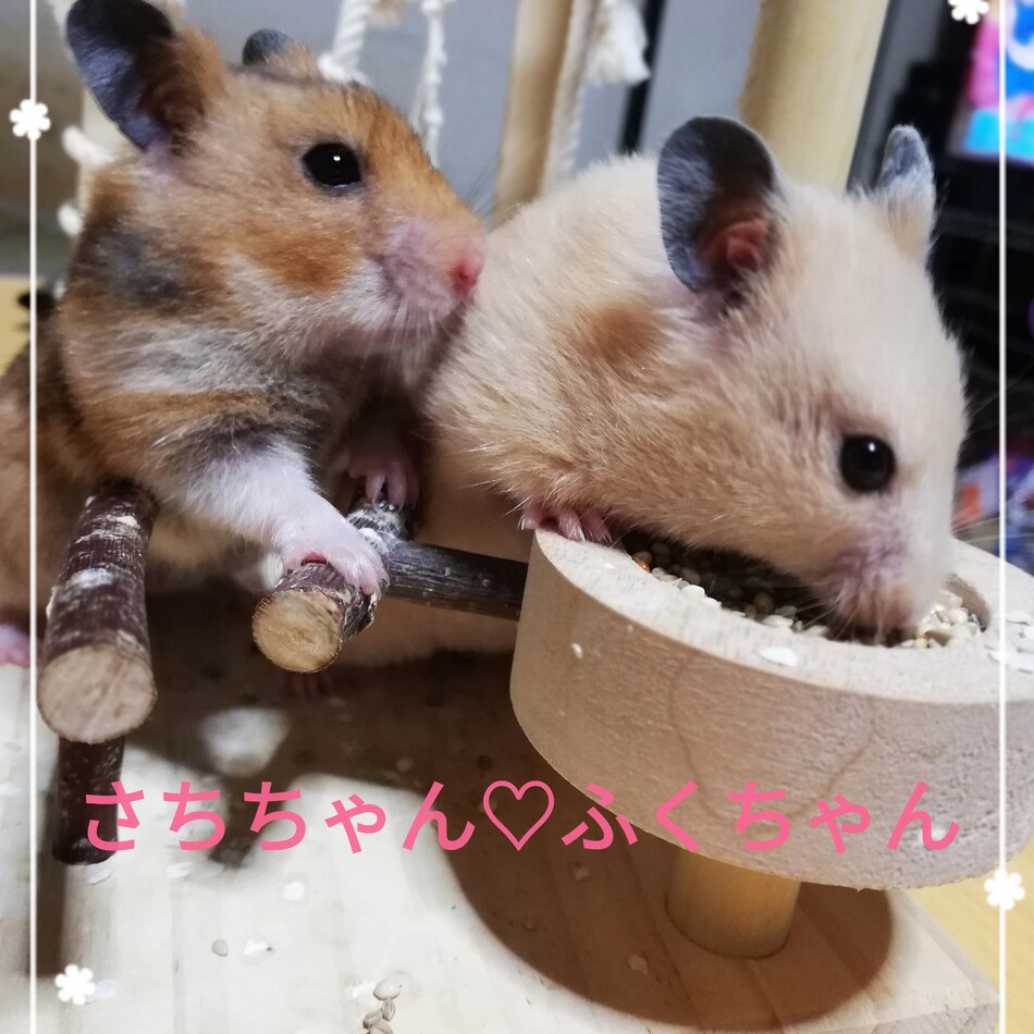 さっちゃんふくちゃんのカバー写真