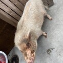 ミニブタ オス 4歳 体重は45キロぐらい