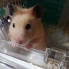 ふくちゃん