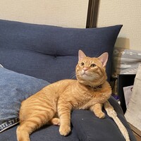 ロッシ