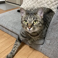 あずき