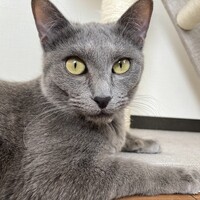 おもち