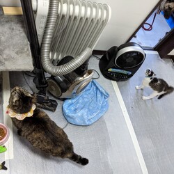 とら男と桃の助