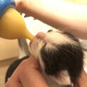 急募！生後1週間の兄妹あんこちゃん