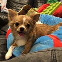 1歳5ヶ月女の子のロングコートチワワのきなこちゃん