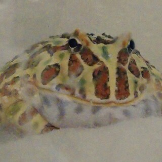 クラウンウェルツノガエル♂です