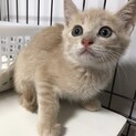 優しい毛色の男の子☆ナラくん