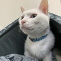 オッドアイの白猫しらたき