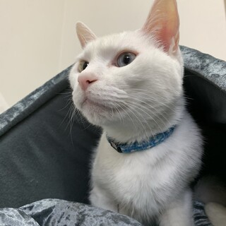 オッドアイの白猫しらたき