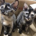 可愛いサビ猫姉妹です