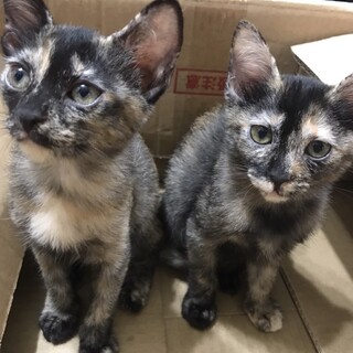 可愛いサビ猫姉妹です