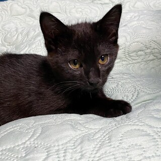 人懐こく遊びたい盛りの元気な男の子