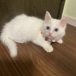 トライアル決まりました