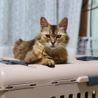 ソマリ風。遺棄された所、保護しました。