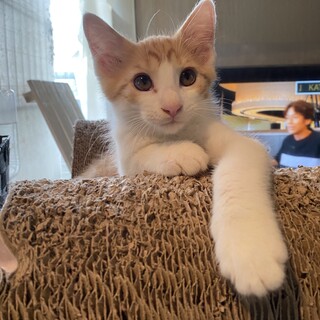 甘えん坊の茶白男子！