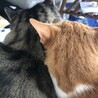 さくねるとろらぶ