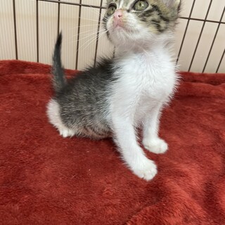 飼うと福が来るぞ～コロナに負けない❗️福猫ふく助