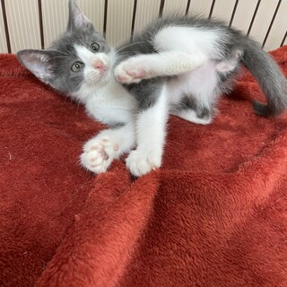 体調不良の為譲渡会に参加出来なくなりました‼️