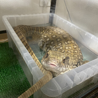 ベタ慣れのモニター