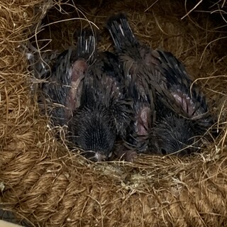 文鳥雛2羽里親様募集