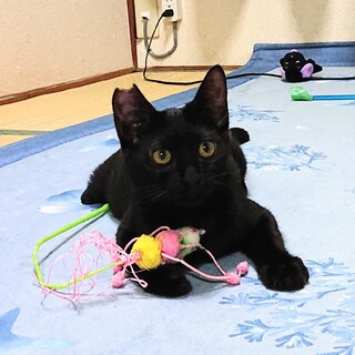まん丸な目、黒猫ピットくん！