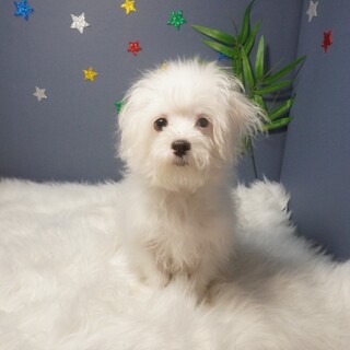 ちまちま♪【チマくん】