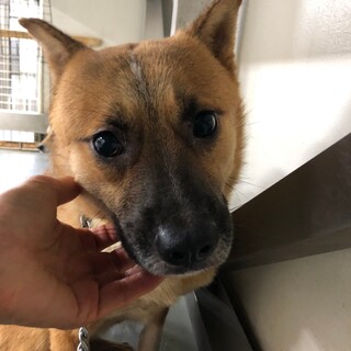 困ったお顔が愛らしいヘンリー君