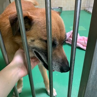 懐っこく可愛い男の子が助けを待っています！