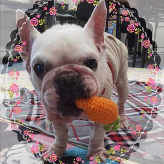 のほほんな甘えん坊、フレブルのほわんちゃん