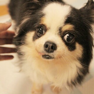 必死に歩き生き延びた奇跡のキュートなフレイアちゃん