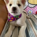 白くてかわいい保護犬を迎えませんか？♂