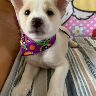 白くてかわいい保護犬を迎えませんか？♂