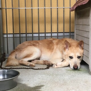 保健所収容：仮名・ばぶる♂