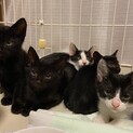 白黒♂♀と黒♂♀5兄妹