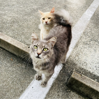 引っ越しで置きざりにされた猫２匹