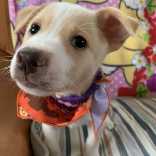 かわいい子犬を２匹迎えませんか？♂♂