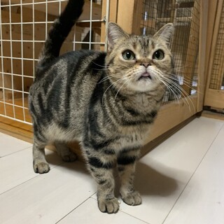 とっても甘えんぼアメショちゃん  なみ