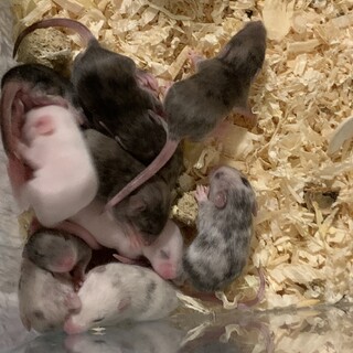 応募多数のため一時停止致します。