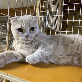 マイペーススコちゃん  カフェ