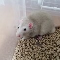 ファンシーラット