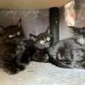 ふわふわ派？つやつや派？黒猫４姉妹！