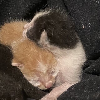 急募！生後1週間の兄妹きなこくん