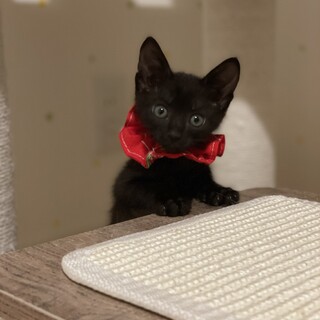 一旦、募集停止してます